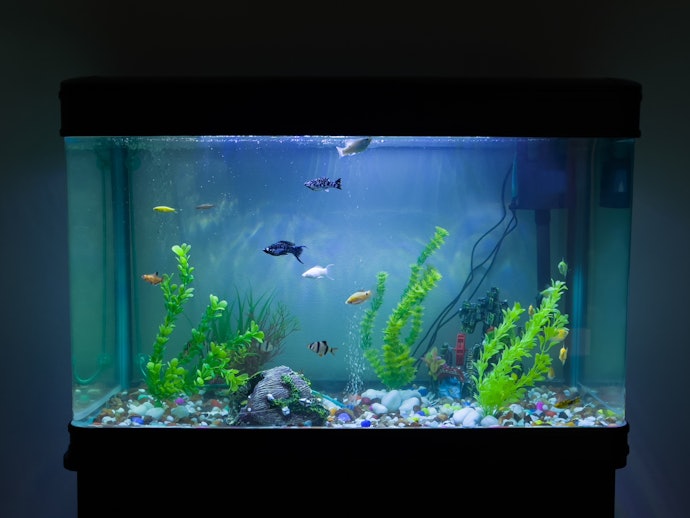For Medium Tanks (20-40 Gallons): Choose Hang-on-Back Filters