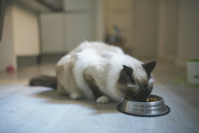 For Senior Cats (7+ Years): Low-Calorie Cat Food