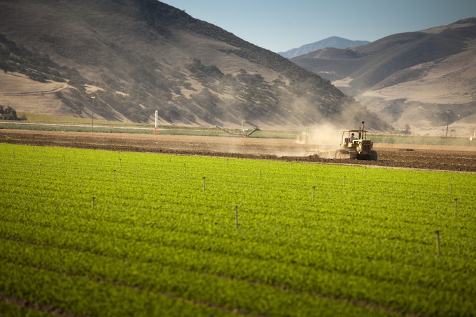 Rock Phosphate Helps Plants to Grow Steadily