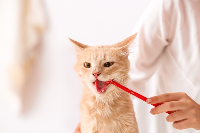 For Small-Mouthed Breeds: Use Brushes With Smaller Heads and Slim Handles
