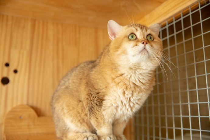 For Fresh Air and Exploration: Look for Outdoor Catios