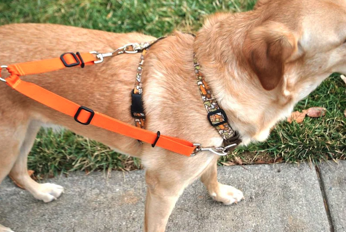 Dual-Clip Harnesses: Flexible Option for Training and Mixed Needs