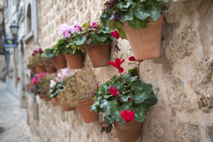 Terracotta Planters Are a Classic Choice