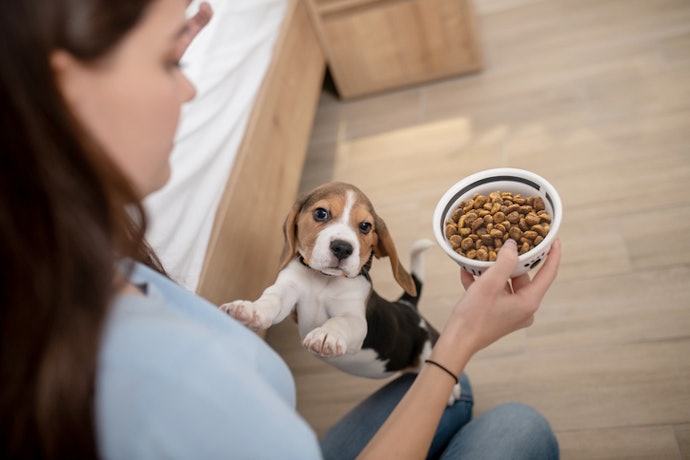Puppies: Look for Gentle Proteins and Digestible Fibers