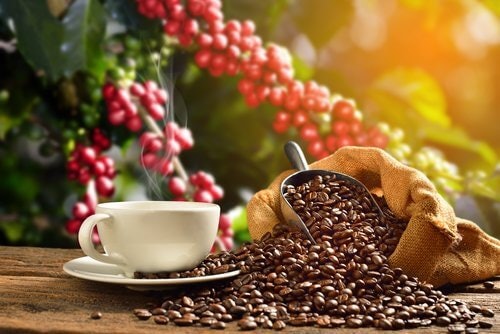Liberica Beans or Kapeng Barako for a Bold, Intense, yet Fruity Experience
