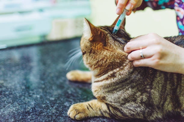 Spot-on Topical: For Monthly Prevention With Minimal Effort