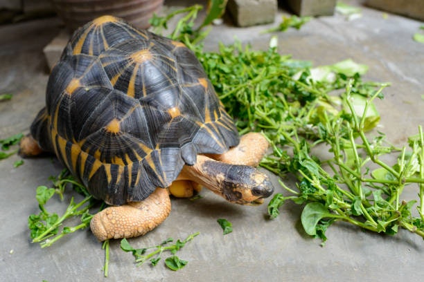 For Herbivorous Land Turtles: Prioritize Plenty of Leafy Greens and Plants