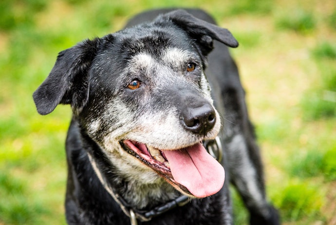 For Senior Dogs: Glucosamine, Chondroitin, and Antioxidants