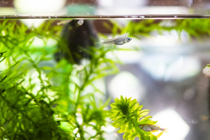 Go for Adjustable Flow Pumps to Match Your Fish and Plants