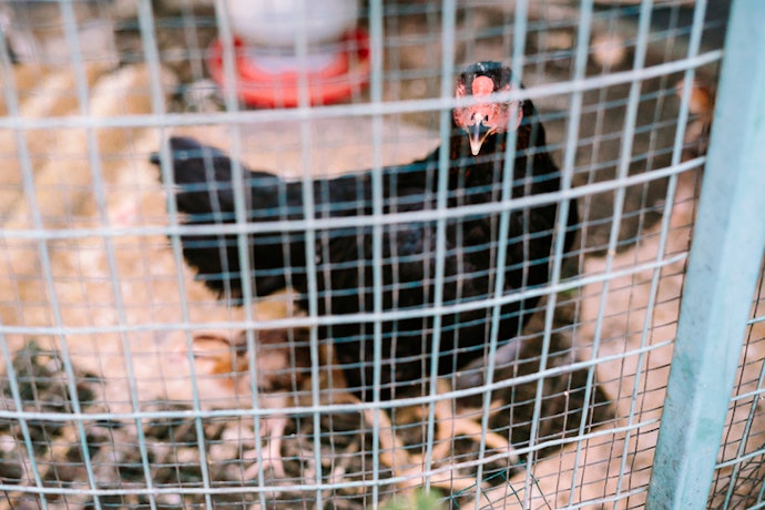 Select Coops With Fine Wire Mesh and Secure Latches