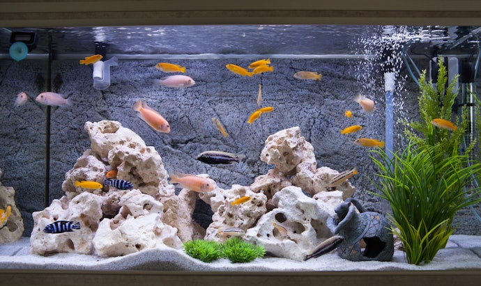 For More Design Freedom and Fish Variety: Opt for a Larger 15–20 Gallon Tank