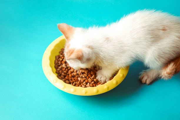 Kittens: Pick a Growth-Support, High-Protein Dry Cat Food