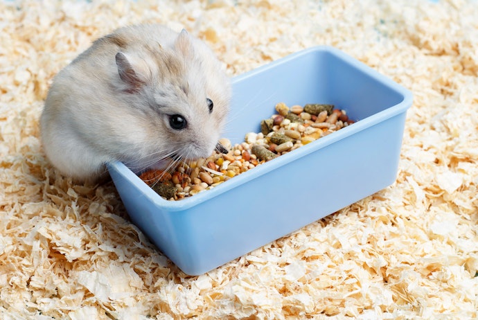 For Dwarf Hamsters With Smaller Mouths: Choose Finer Mixes or Smaller Pellets