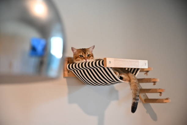 Choose a Furniture or Desk-Mounted Hammock for Cats That Like to Stay Close