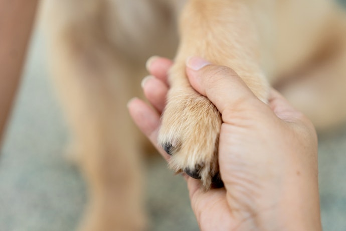 For Dogs With Sensitive Skin, Pick Mild and Gentle Formulations