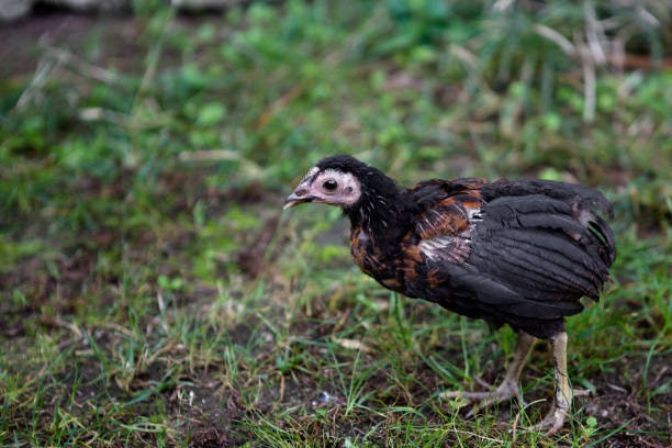 Grower Feed for Pullets and Broilers (6–18 Weeks): Builds Strength Before Laying or Harvest