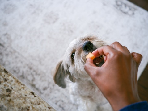 Chewy Treats: Perfect for Puppies and Older Dogs With Dental Issues