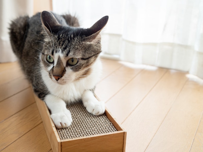 Cardboard Is the Most Affordable and Popular With First-Time Cat Parents