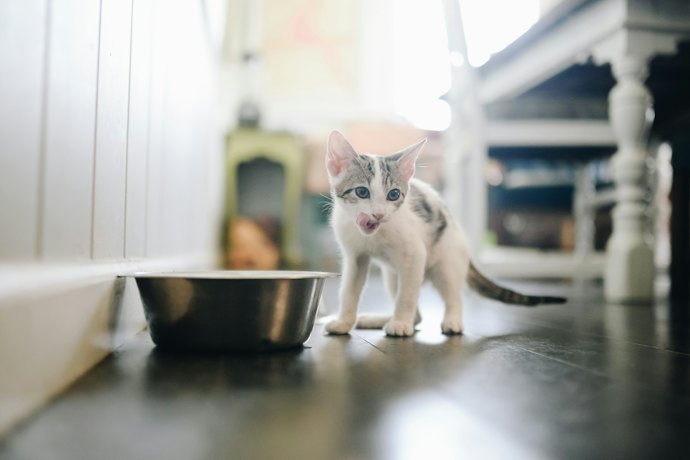 For Kittens 2–12 Months Old: High-Protein Cat Food
