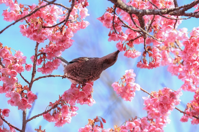 Zoom In on Distant Subjects and Add Depth With a Telephoto Lens
