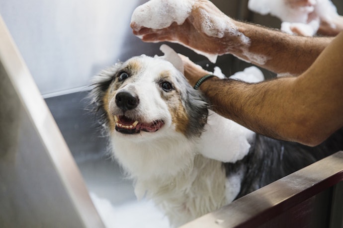 Opt for a Gentle and Hypoallergenic Soap to Prevent Dry Skin and Coat