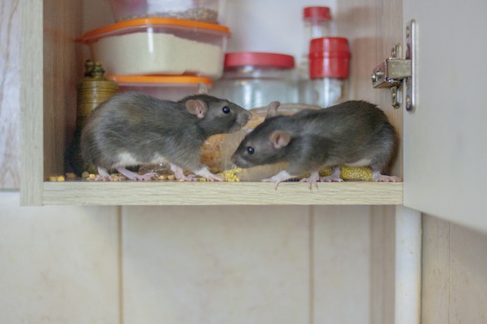 Metal Phosphides: Faster but Riskier, Best for Severe Infestation