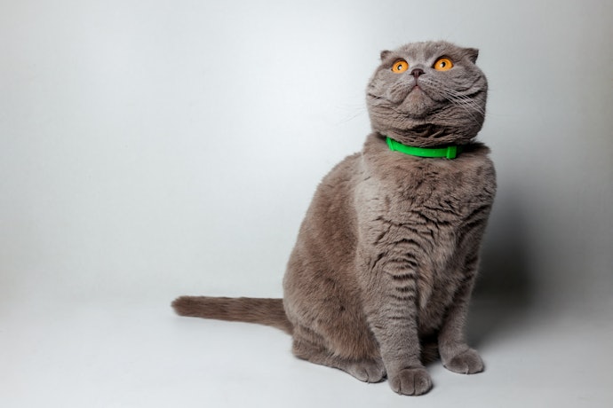 For Flea Protection: Choose a Collar With Effective Flea-Repellent Properties