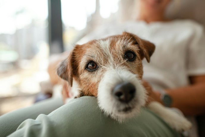 For Senior Dogs: Ease Digestion With Strains That Improve Gut Motility