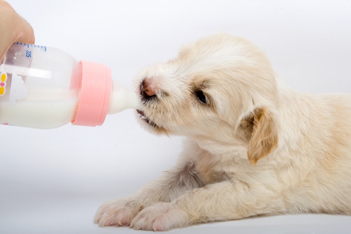 Opt for Formulas With Prebiotics or Probiotics for Gut Health