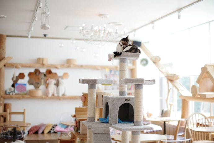 Cat Towers and Condos Combine Play and Exercise and Are Great for Larger Spaces