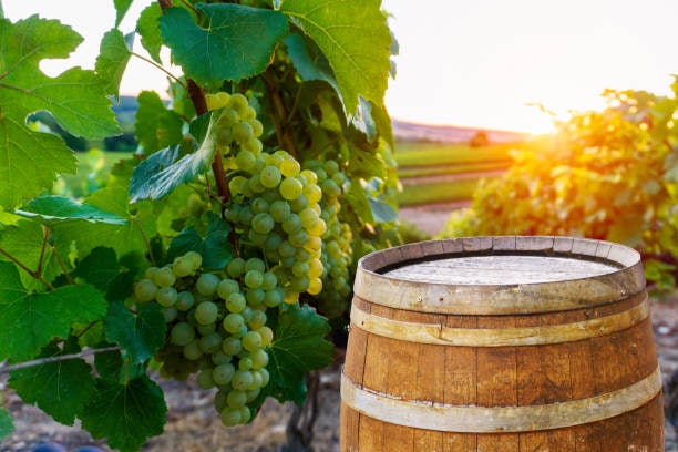 The Grape Variety Can Help You Decide on What Type of White Wine to Pick