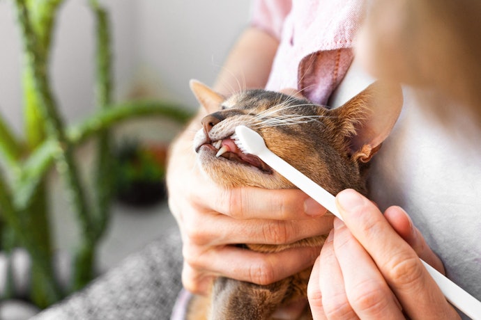 For Cats That Don’t Like Close Contact: Use a Manual, Long-Handled Toothbrush