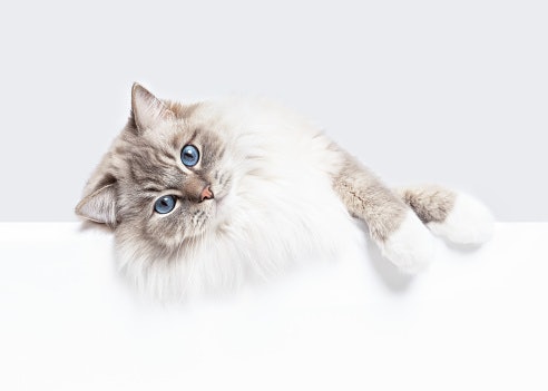 Achieve a Shinier, Healthier Coat with Omega-3 and Vitamin E