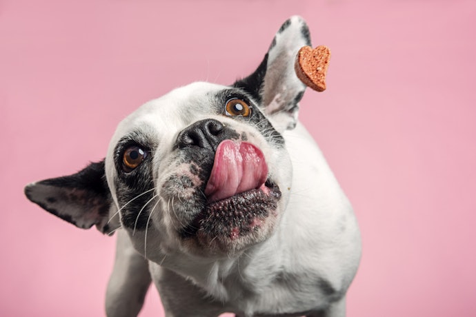 Adult Dogs: Choose Probiotics That Maintain Gut Health