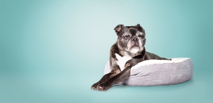 Senior Dogs: Opt for Strains That Increase Gut Motility and Reduce Inflammation
