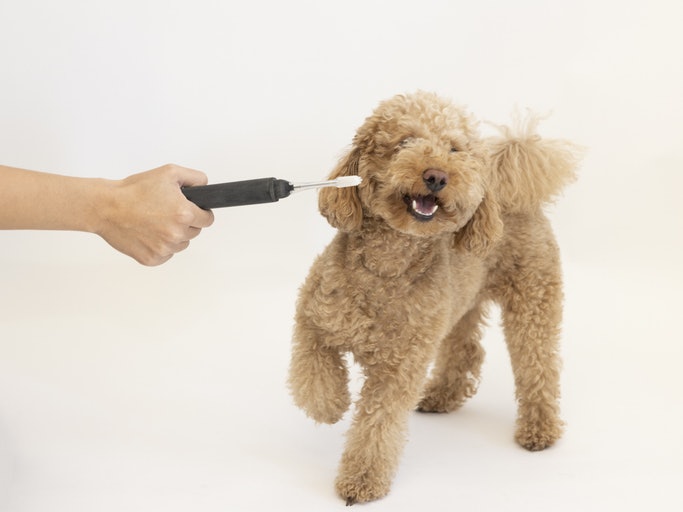 Electric Toothbrushes: Suitable for Dogs Comfortable With Vibrations