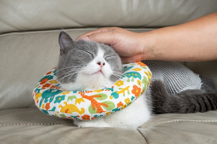 For Post-Surgery: Select Recovery Collars or Cones