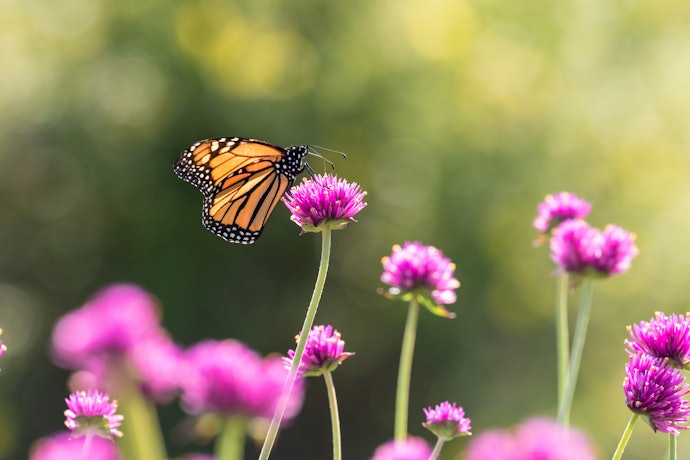 Targeted Insecticides if Some Insects Are Beneficial