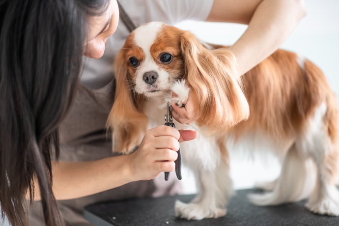 Paw and Nail Care Tools to Prevent Eventual Pain and Injury