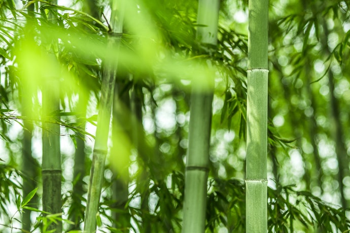 For Everyday Freshness, Pick Light Scents Like Bamboo, Cotton, or Green Tea