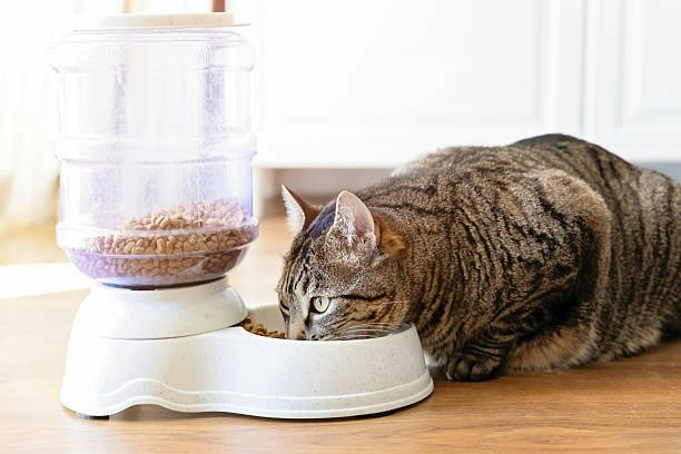 Adult Cats: Select a Balanced, Moderate-Protein Dry Cat Food
