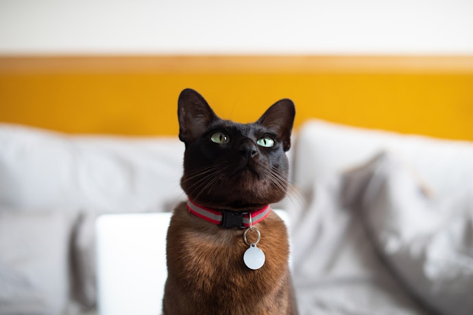 Reflective Collars to Improve Your Cat’s Visibility in the Dark