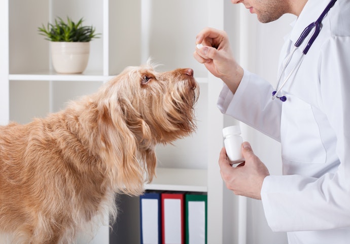 Choose Tablets or Chewables for Medium to Large Dogs