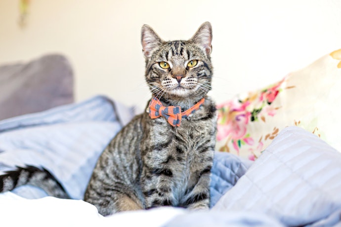 Decorative Collars to Accessorize Your Feline Friend