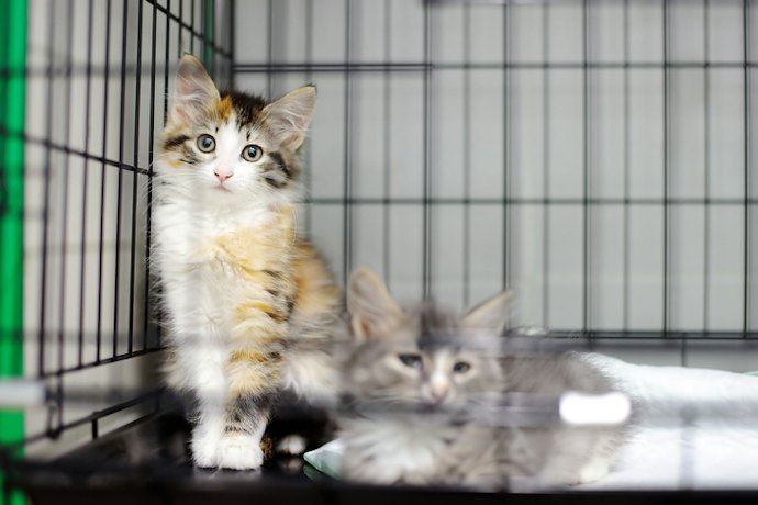 Choose a Compact Cage for Kittens or Short-Term Use