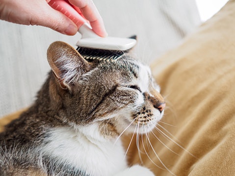 Soft, Rounded Bristles Protect Your Cat's Skin From Scratches