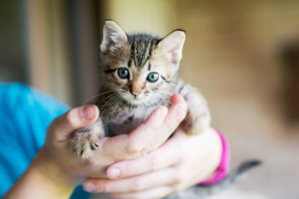Kittens 8 Weeks and Older: Look for Kitten-Safe Formulas Under 1.5 kg