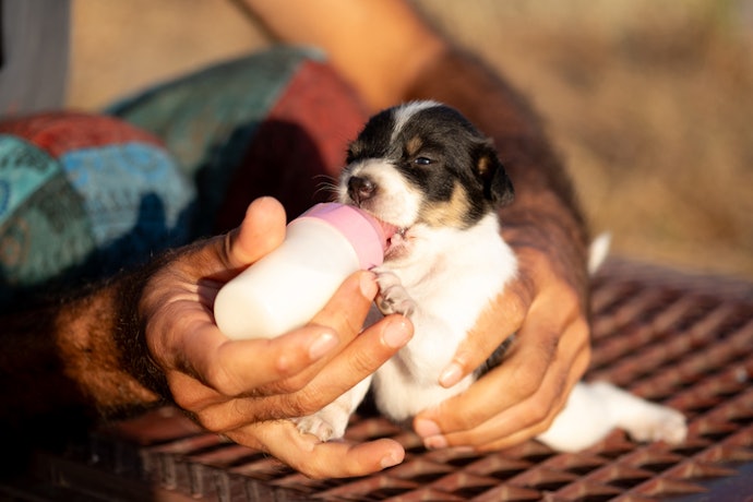 Weaning Puppies (4–8 Weeks): Formula That Supports Digestion