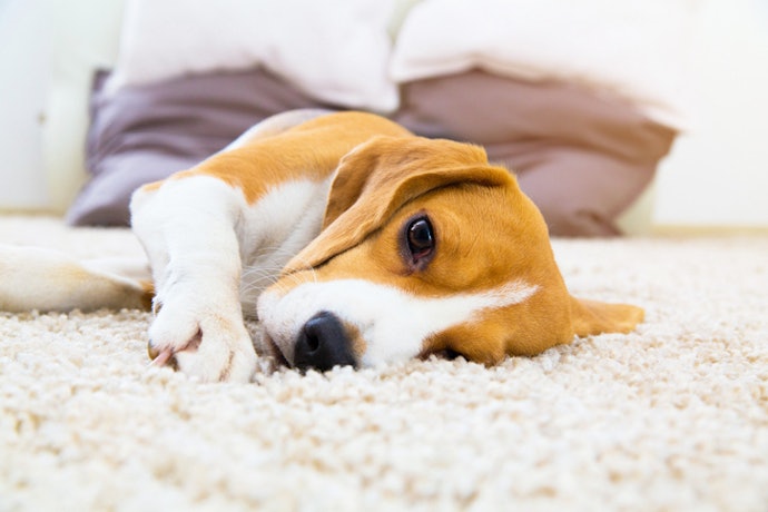 Choose Probiotics or Kaolin-Based Pastes for Mild Digestive Upset