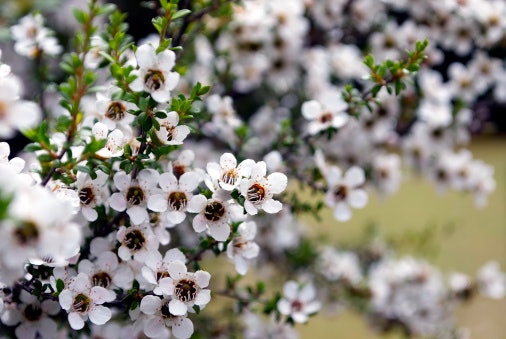 Prevent Inflammation With Tea Tree's Antiseptic Properties